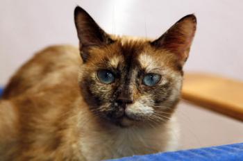 Mitze Bild von Mitze