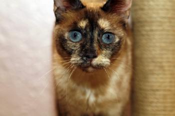 Mitze Bild von Mitze