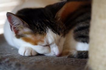 Polly Bild von Polly
