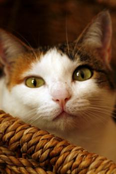 Polly Bild von Polly