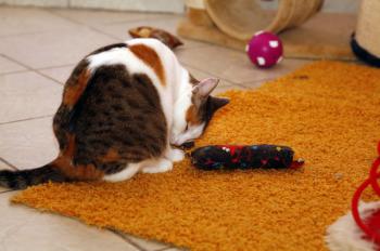 Polly Bild von Polly