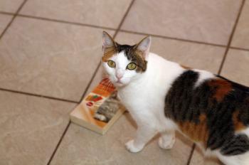 Polly Bild von Polly