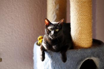 Robin Bild von Robin