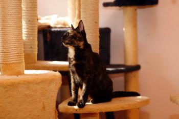 Tanis Bild von Tanis