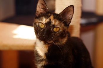 Tanis Bild von Tanis