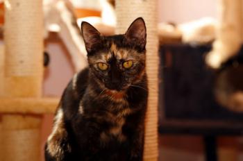 Tanis Bild von Tanis