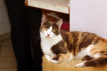 Bild von Trikinina