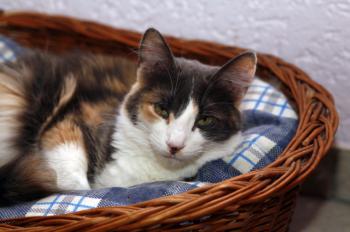 Bild von Trikinina