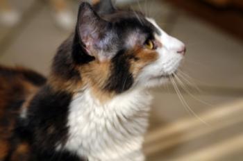Bild von Trikinina