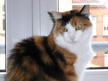 Emely - 4676 Bild von Emely