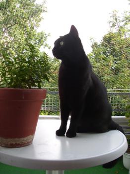 Kiku Bild von Kiku