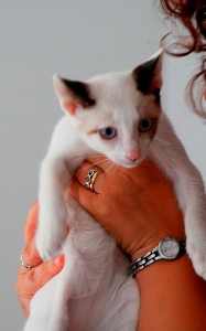Bild von Poncho