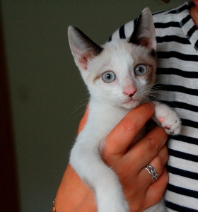 Bild von Poncho