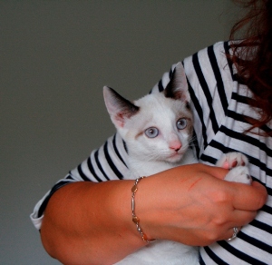 Bild von Poncho