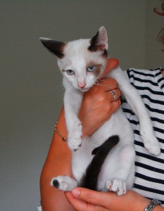 Bild von Poncho