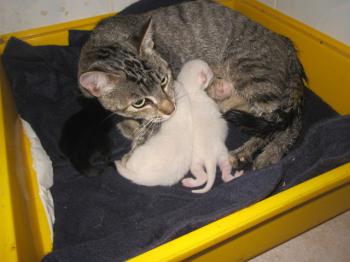 Mama Babies Bild von Mama+Babies