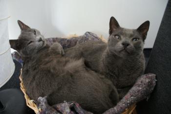 Rainiero Bild von Rainiero