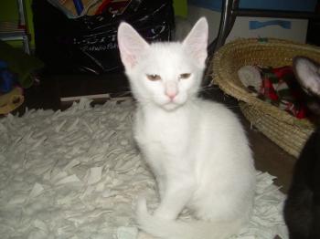 Bild von Golfi