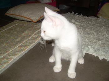 Bild von Golfi