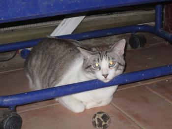 Ramos Bild von Ramos