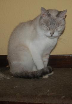 Keops Bild von Keops