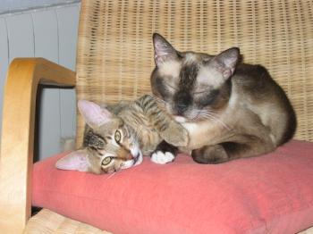 Birmi Bild von Birmi