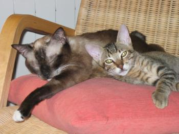 Birmi Bild von Birmi