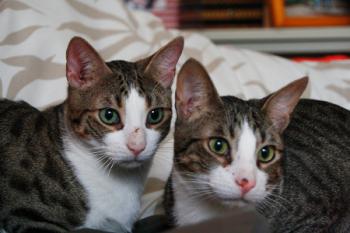 Brother Bild von Brother