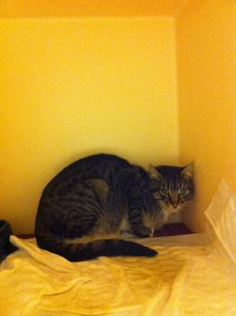 Bild von Leoncito
