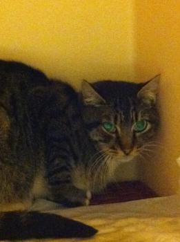 Bild von Leoncito