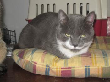 Bild von Peyo