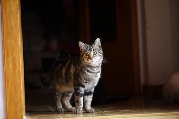 Felix Bild von Felix