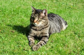 Cutie Pie Bild von Cutie Pie