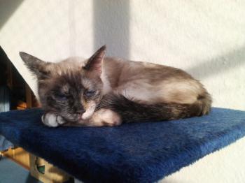 Mitze Bild von Mitze