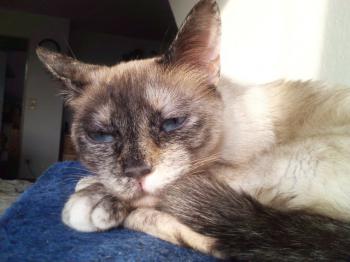 Mitze Bild von Mitze