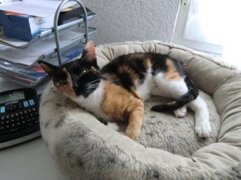 Honey Bild von Honey