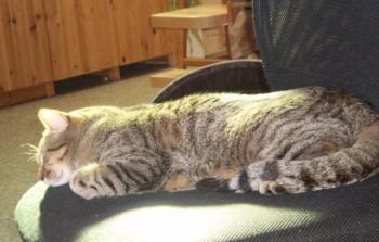 Pixie Bild von Pixie