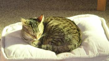 Pixie Bild von Pixie