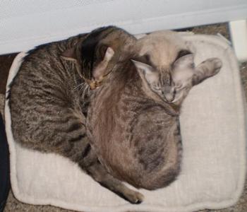 Dixie Bild von Dixie