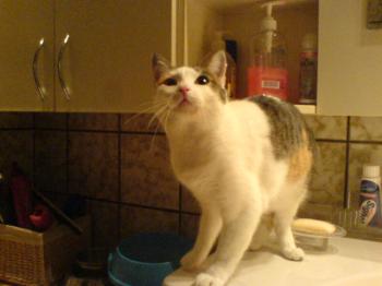 Polly Bild von Polly