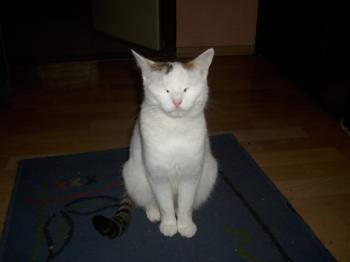 Flocke Bild von Flocke