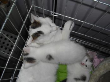 Flocke Bild von Flocke