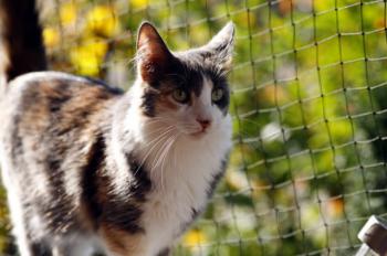 Bild von Trikinina