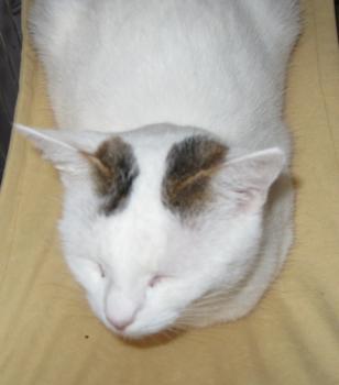 Flocke Bild von Flocke