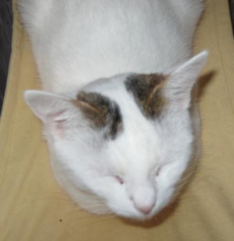 Flocke Bild von Flocke