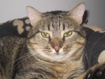 Felix Bild von Felix