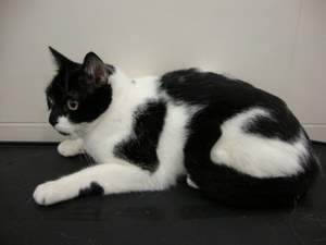 4661 Bild von Shira