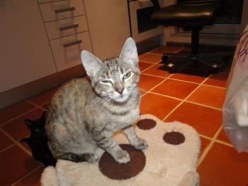 Boo Bild von Boo