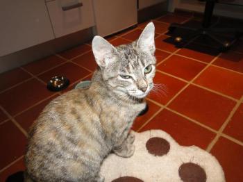 Boo Bild von Boo