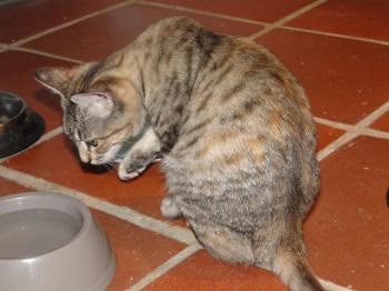 Boo Bild von Boo